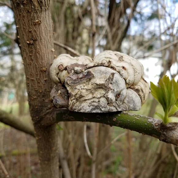 The White Moth - Hand Drawn On Bracket Fungus - Picture 2 of 3